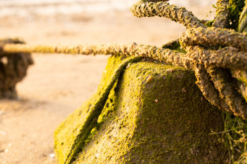 Moldy capes of green color