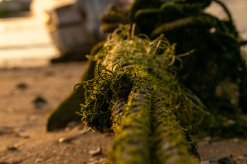 Moldy capes of green color