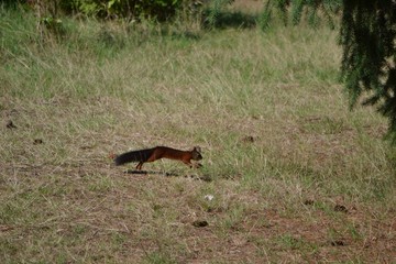 squirrel on the run