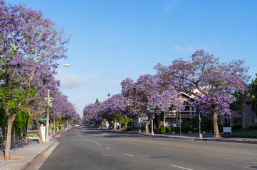 Del Mar Boulevard in Pasadena, California, lined with Blue Jacaranda trees.