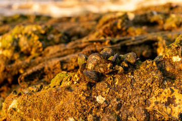 Mussel farming on rock
