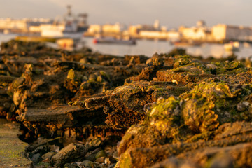 Mussel farming on rock