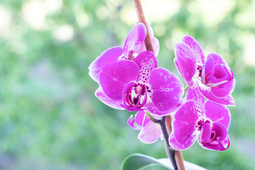 Purple Melody orchid growing in summer light garden