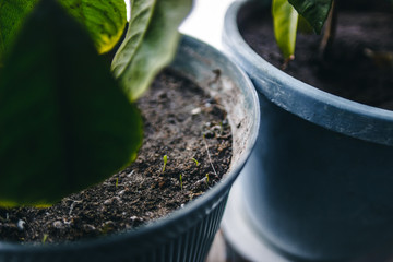 closeup of the pot to the ground can be seen small sprout weeds