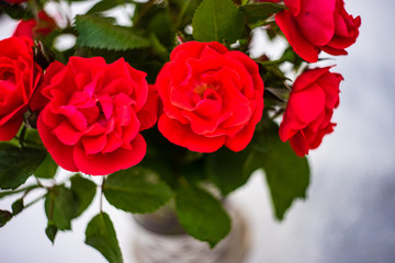 Red roses card concept
