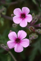 Fototapeta premium Blüte