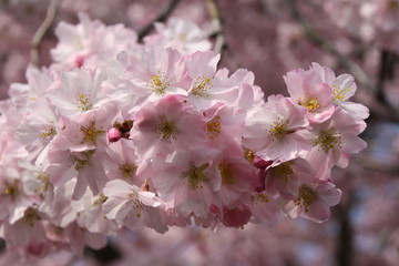 Fototapeta premium Blüte
