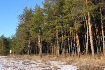 A sunny spring day pine forest near the edge of the road