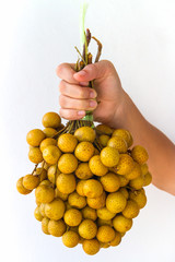 Longan Fruit Bunch in Hand