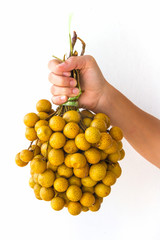 Longan Fruit Bunch in Hand