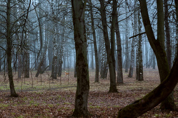 Blue fog in the forest. No people, the park was empty.
