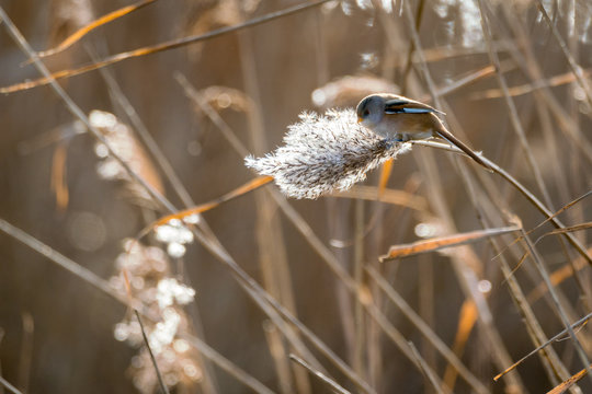 Male Bearded Reedling (Panurus biarmicus) eating frosty seeds on a winter morning