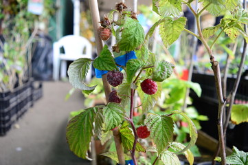 Raspberry seedlings are sold in the market under a canopy.