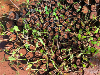 Organic Pisonia, Bougainvillea glabra, Ti and Hibiscuses plant.