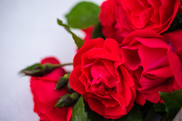 Red roses card concept