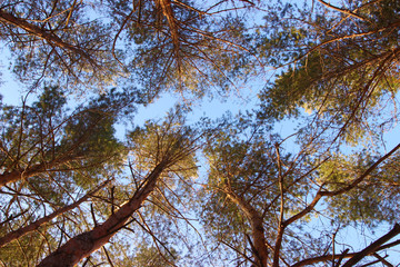 Tops of pines on a background of blue sky in spring sunny day