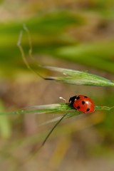 ladybug in the spring in the meadow