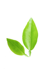 Obraz premium green lime leaves isolated on white