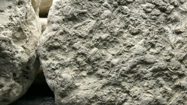 Baltic limestone with fossils and camera drive