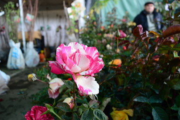 photo of rose seedling sold in the market