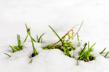 In spring, among the snow, green grass grows, the temperature rises