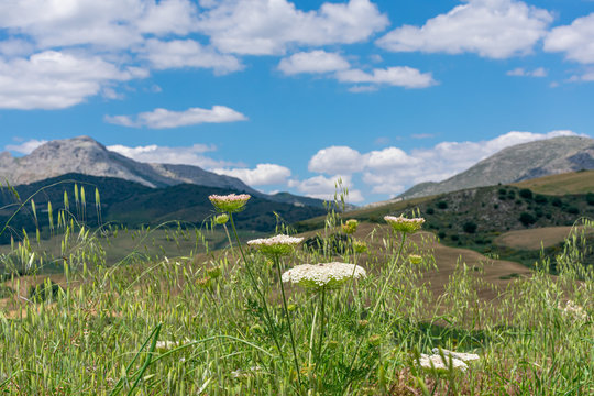 Close-up of the Daucus Carota plant with a background of landscape with mountains. © M. Perfectti