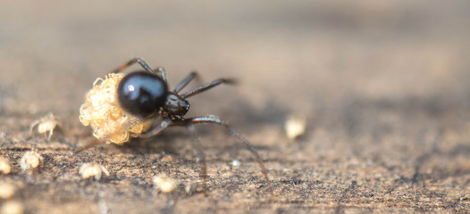 spider on the ground