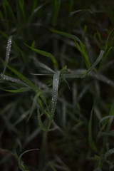 raindrops on the green grass in a low key