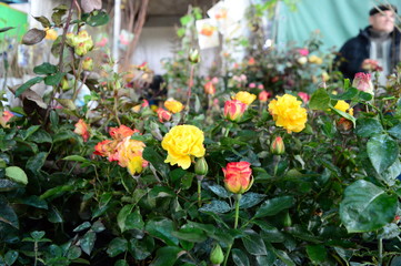 Fototapeta na wymiar photo of rose seedling sold in the market