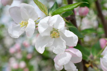 Fototapeta na wymiar apple tree blossom