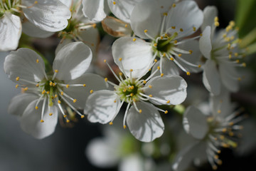 cherry tree blossom
