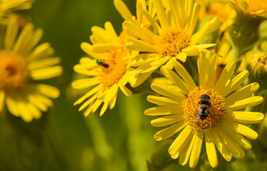 bee on yellow flower