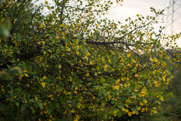 Fototapeta na wymiar spring yellow flowers on the tree
