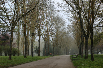 Foggy morning at the park.Morning foggy park.Mystical autumn forest in fog in the morning.Old Tree.Beautiful landscape with trees,green fog.Nature.Enchanted foggy forest with magic atmosphere