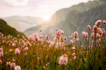Flowers in the mountains. Altai Republic. Beluha Park. Russia