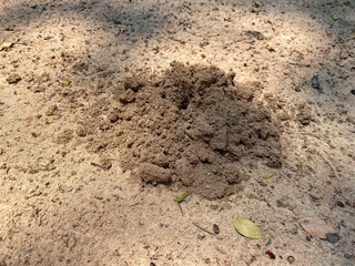 soil in the ground.