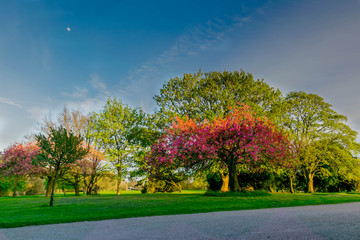Naklejka premium Beautiful fresh park during spring sunset