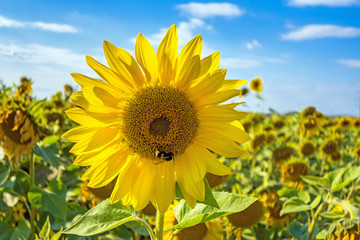 Close up view onto sunflower, lighted by sun. Bee is collecting the pollen. Background is blurred, contains sunflowers field