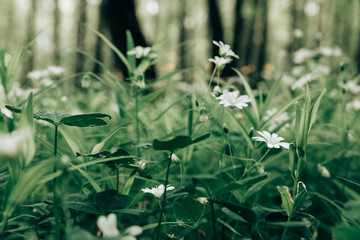 Texture of little white spring flowers of asterisk on a green grass