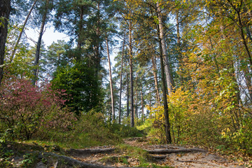 Forest park lighted by light. All possible Autumn colors mixed here: yellow, red, orange, green