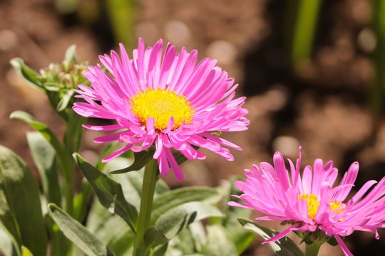 Bl&uuml;ten der Sommeraster in Pink