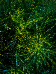 abstract green and yellow leaves background