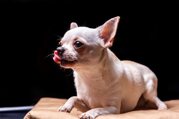 Chihuahua smooth-haired cream lies on a beige pillow and licks and looks away. Portrait on a black background. Horizontal orientation.