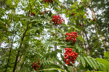 Close up view onto bunch of forest Rowan berries growing on branch, & Pine forest on background.