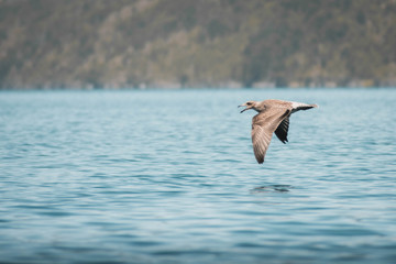 vuelo de gaviota sobre el agua en lago