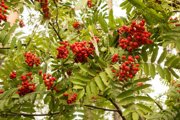 Obraz premium Close up view onto harvest of bright red fruits, growing on branches of Rowan trees in forest