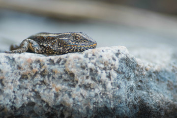 Gekko reposando sobre una roca a la sombra