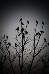 silhouette of a tree with birds in dark night