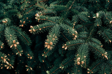 Wide green spruce branches in spring with young shoots and cones that have just appeared.