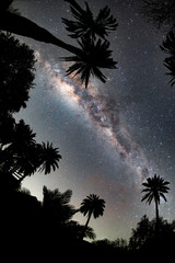 Looking up at the Milky Way Galaxy through Chilean Palm Trees or Jubaea chilensis in the Coastal Mountain range of central Chile.  